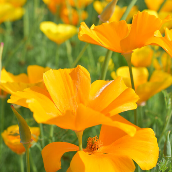 california dreamin' – Image 3