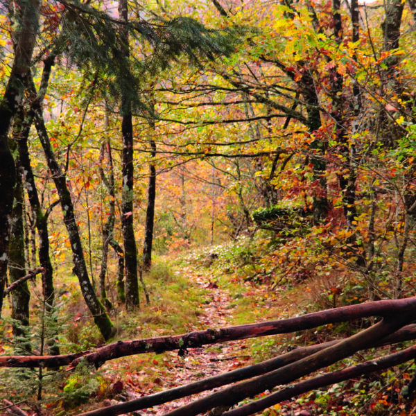 gomasio des bois – Image 2