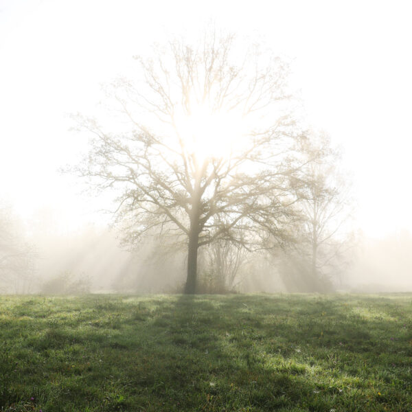 matin givré – Image 2