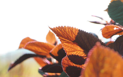 Les différentes variétés de shiso