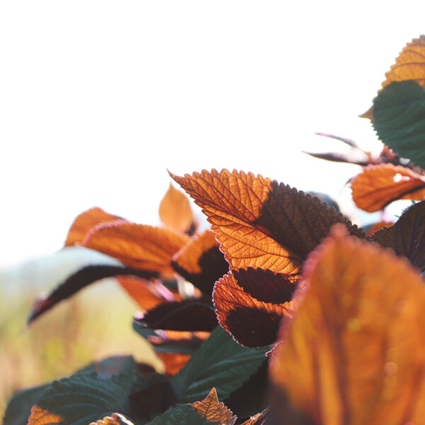 zoom sur les feuilles du shiso bicolore