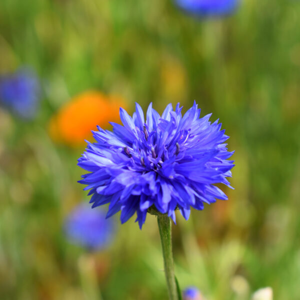 hydrolat de bleuet – Image 2