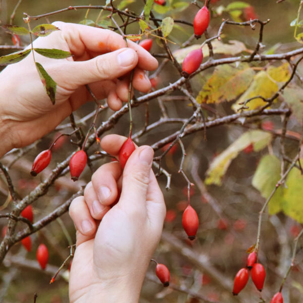 on cueille les églantines dans les Vosges à la fin de l'automne, pour la préparation de notre sirop coup de boost, riche en vitamine C.