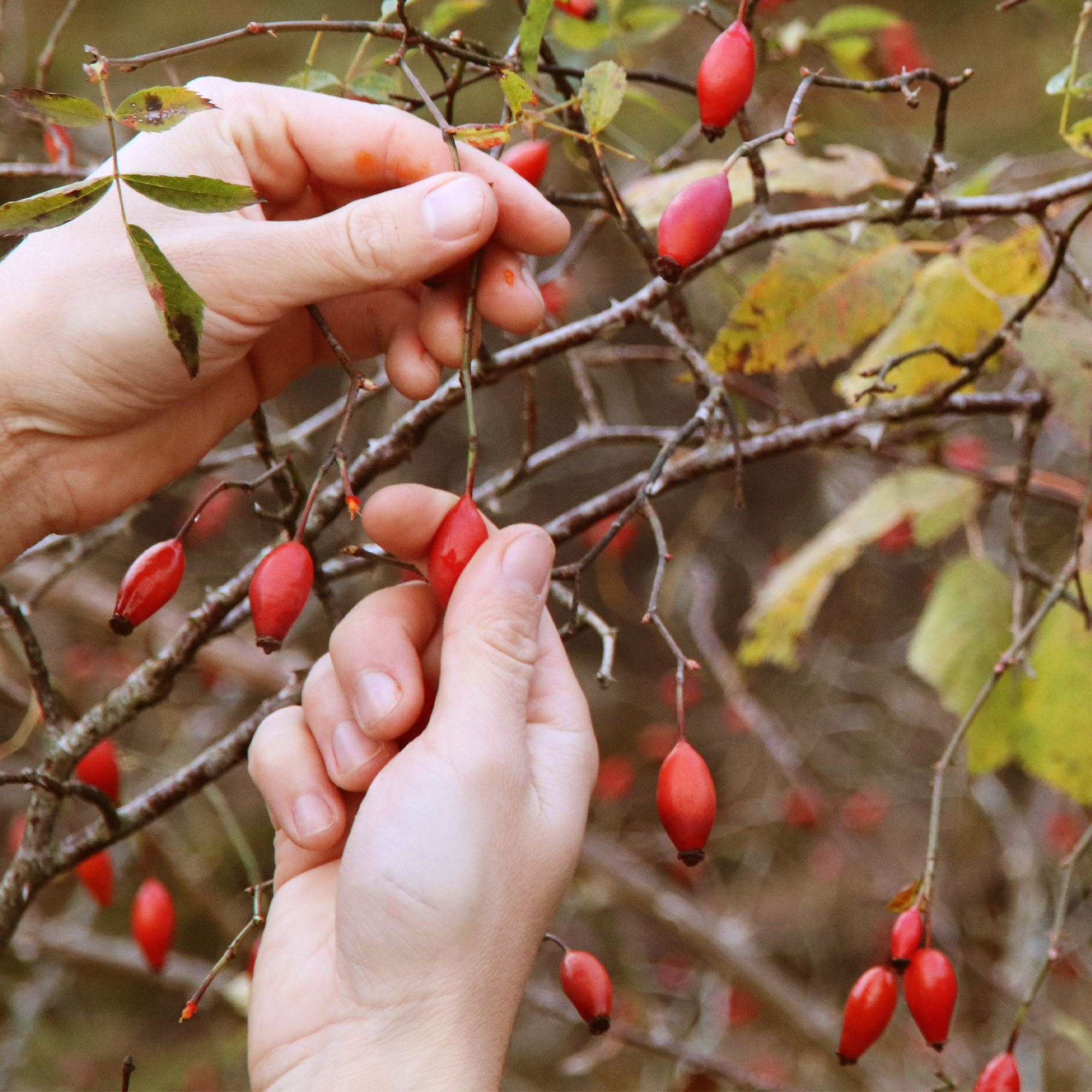on cueille les églantines dans les Vosges à la fin de l'automne, pour la préparation de notre sirop coup de boost, riche en vitamine C.