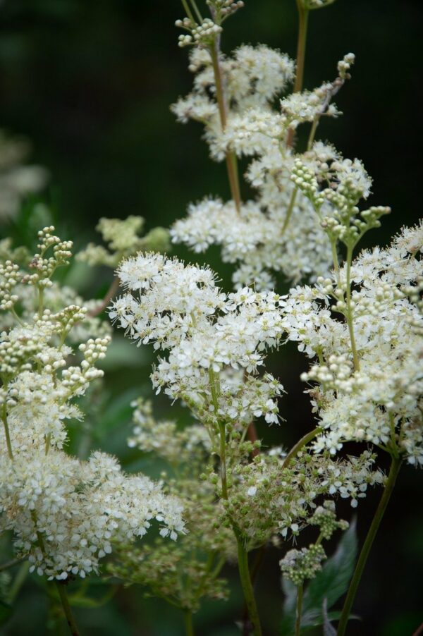 sucre amande fleurie – Image 2