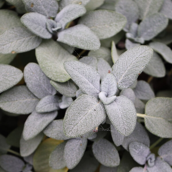 sel aux herbes du soleil – Image 2