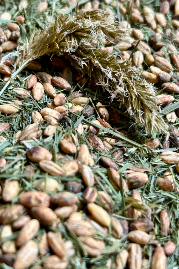 mugicha « vanille des prés » – Image 2