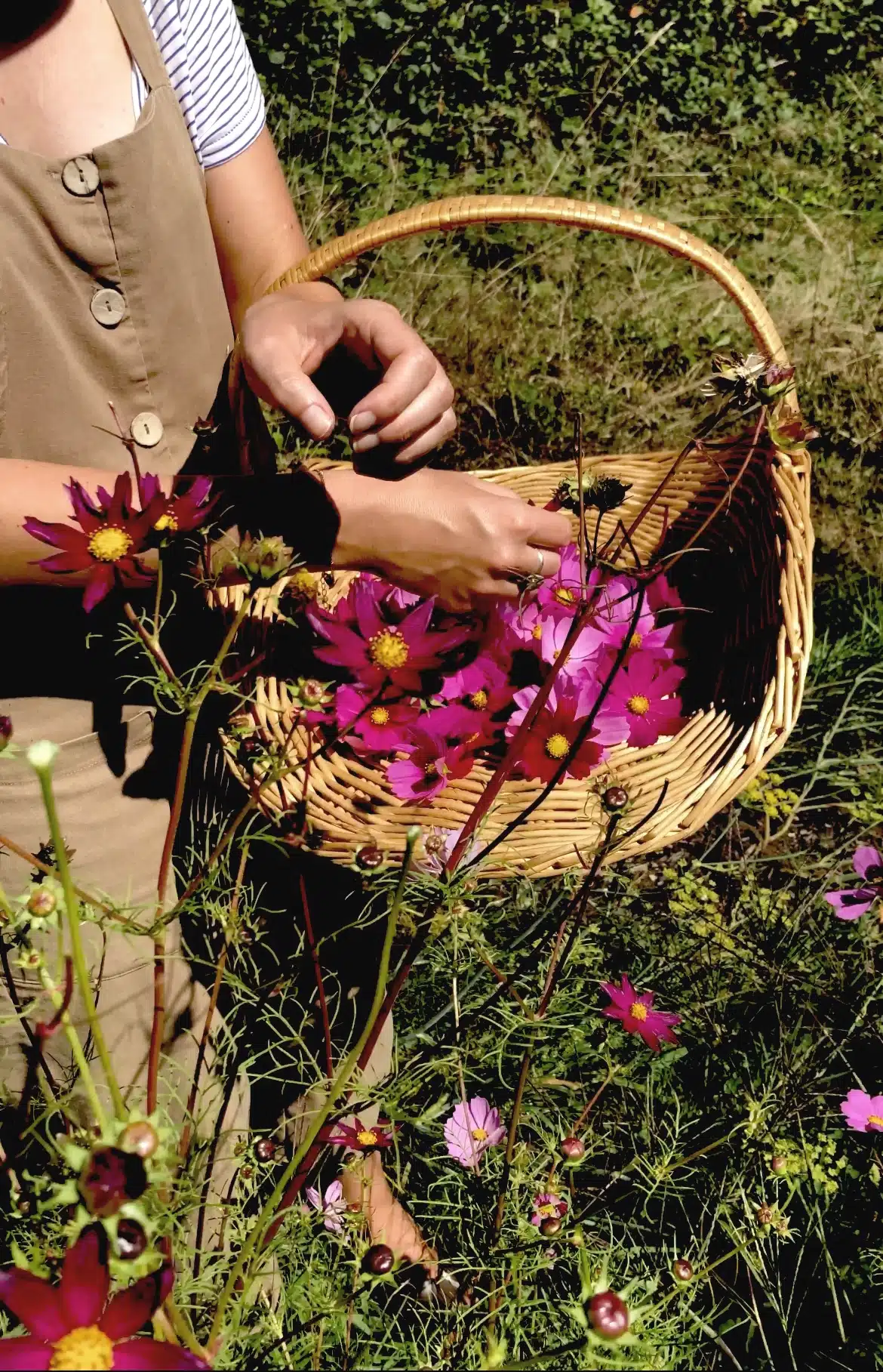 Lors de cet atelier botanique, on cueille à la main, on sent, on goûte, on sèche les fleurs du jardin pour les transformer et conserver leurs vertus.