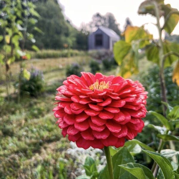 Sophrologie et Plantes : Explorer les 5 sens – Image 5
